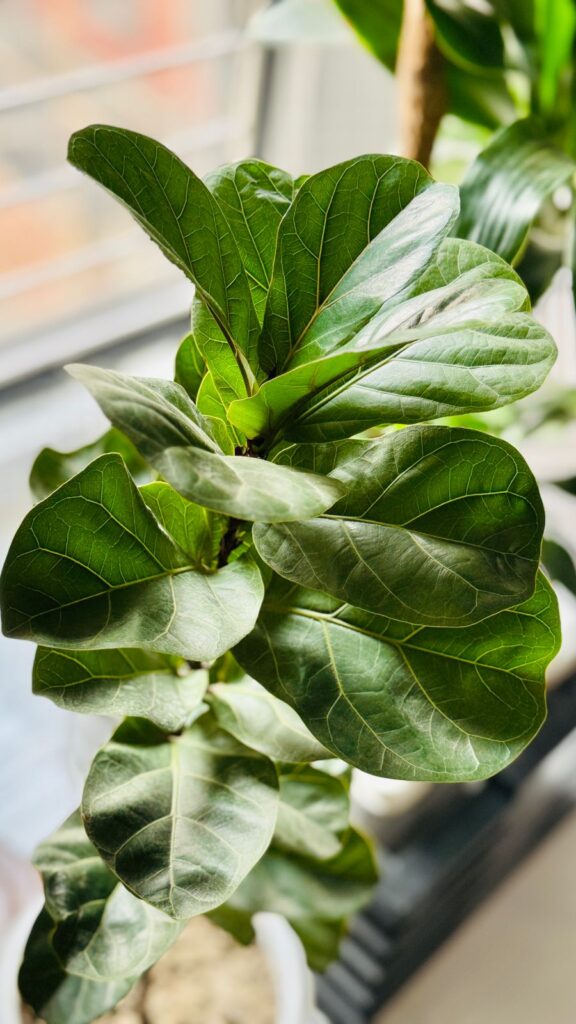 ফিডল লিফ ফিগ